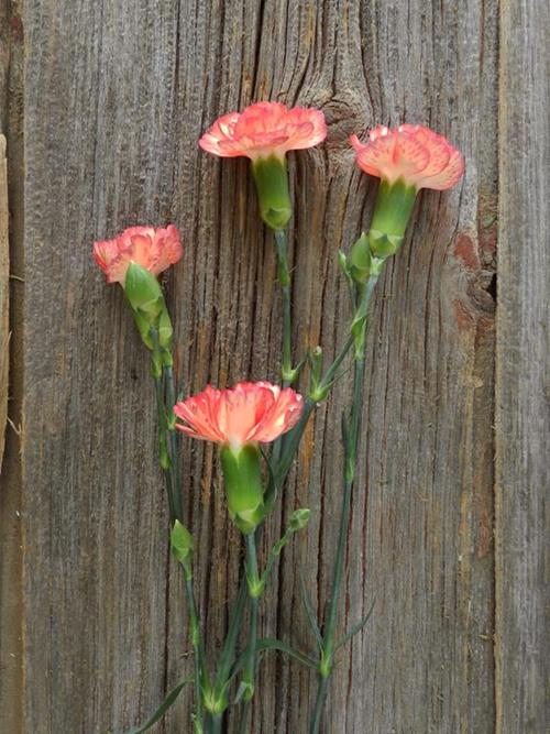 ORANGE MINI CARNATIONS